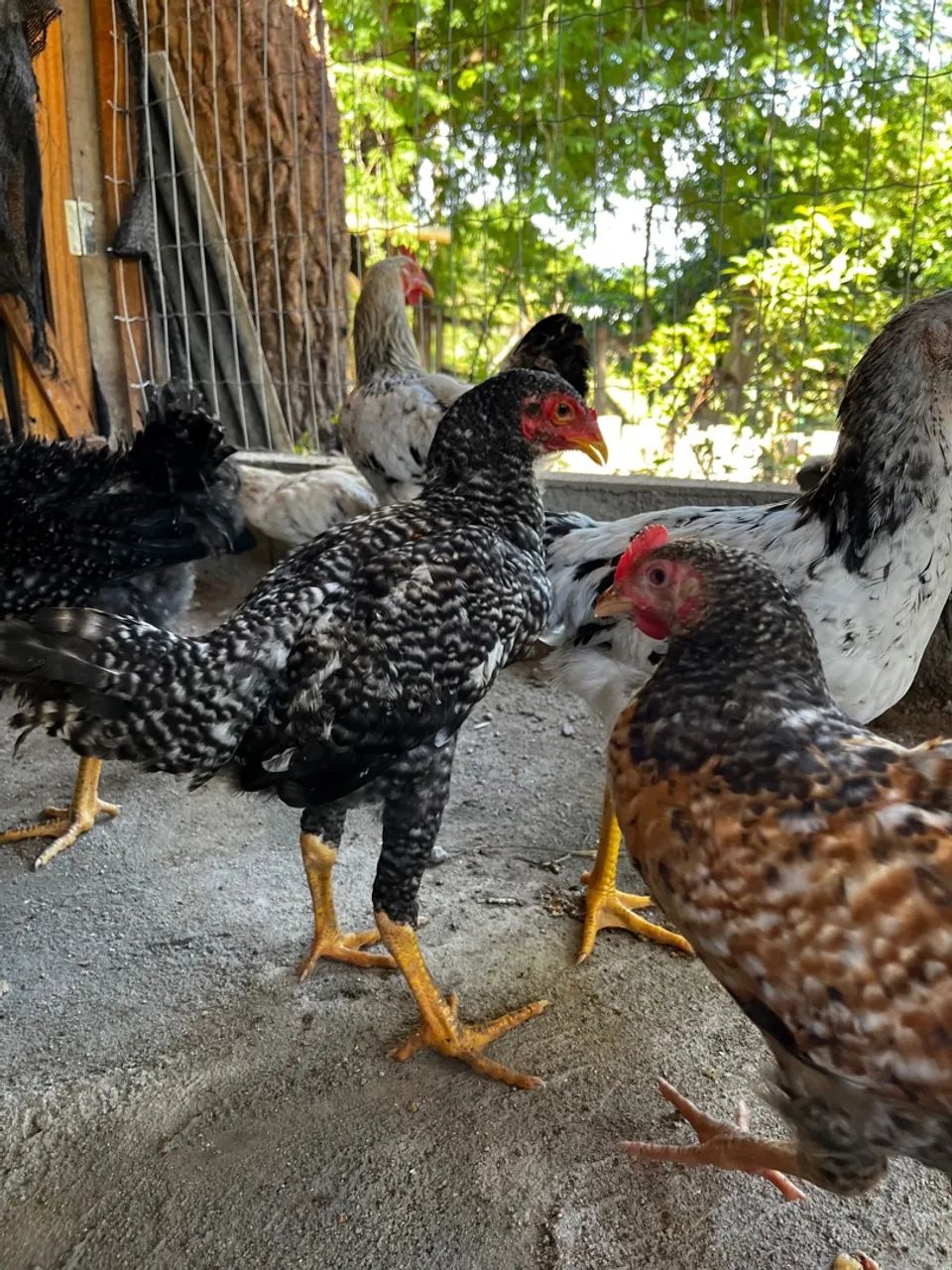 Frangas e frangos caipira 