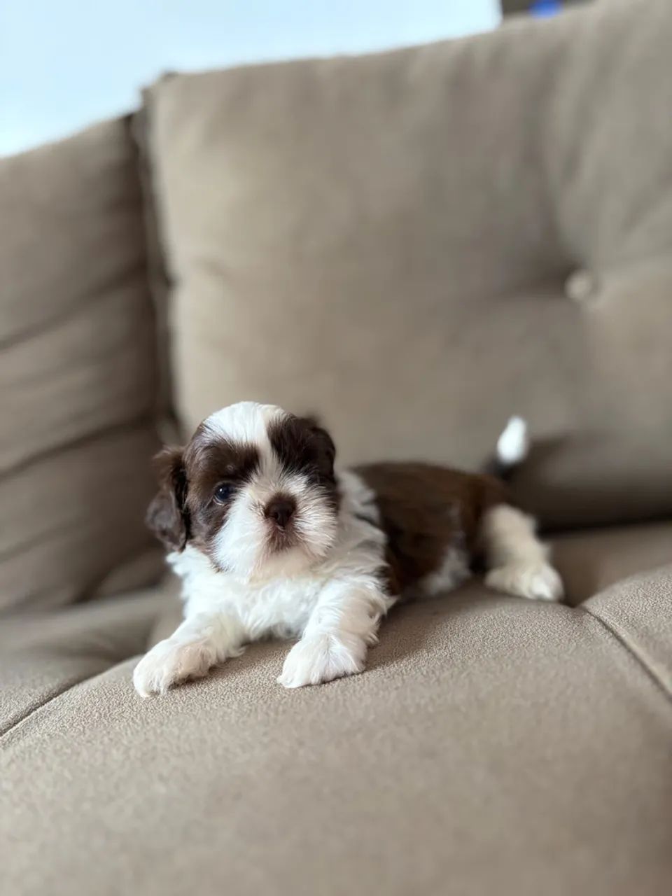 Filhote de shih tzu - Foto 2