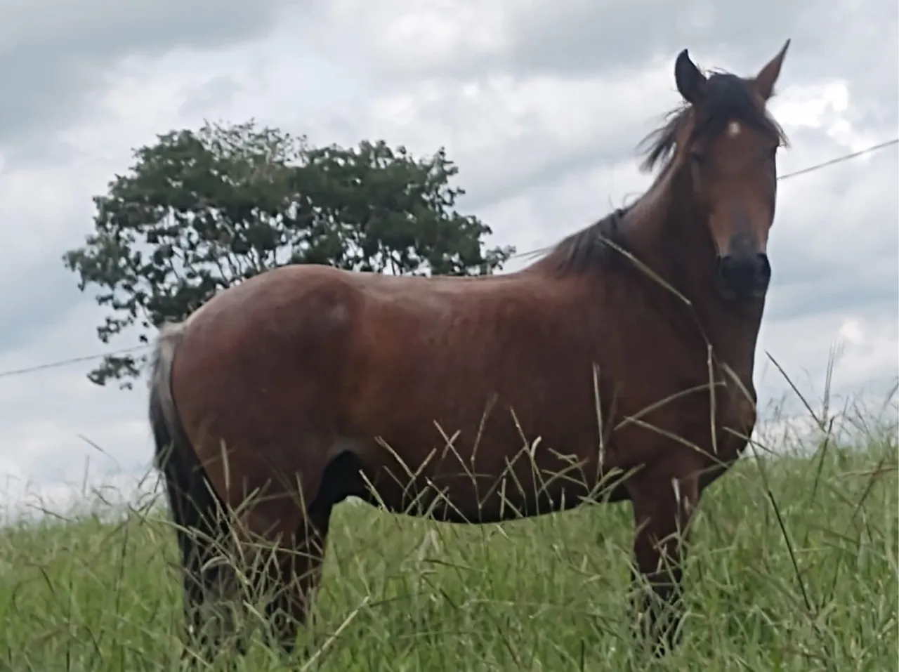 Vendo Cavalo castrado