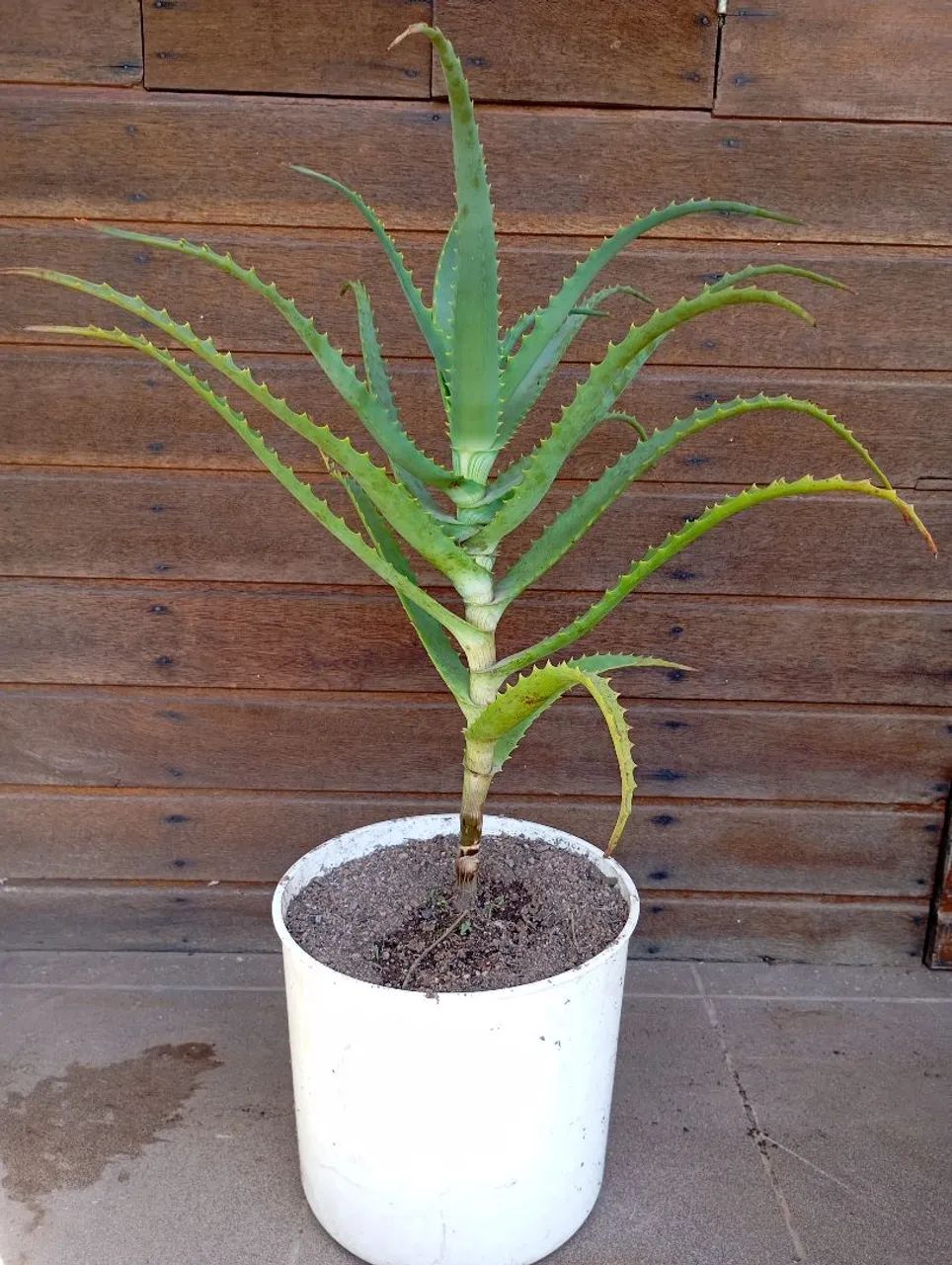Muda de Babosa Aloe Arborecens 40cm - Foto 4