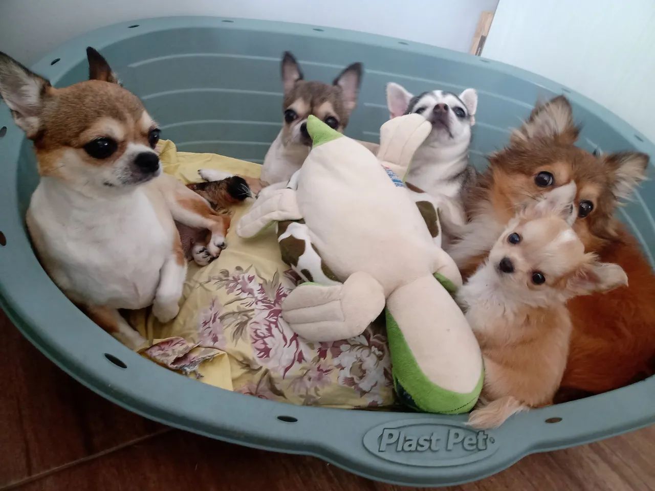 Filhote de chiuhuahua "MACHO" - Foto 5