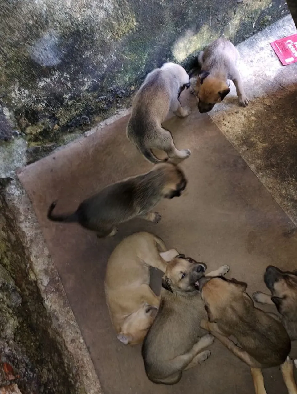 Filhotes de porte médio para adoção