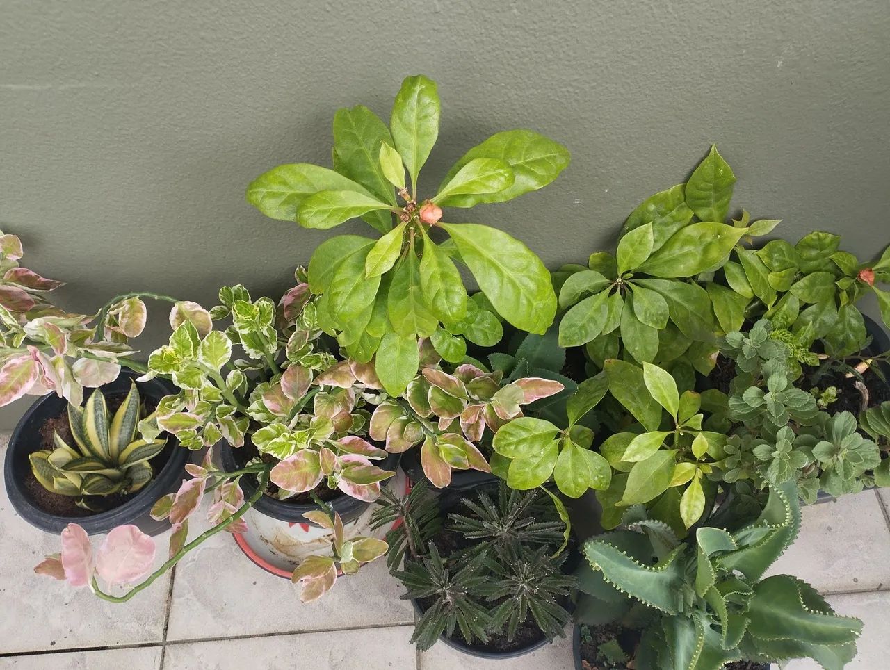Plantas