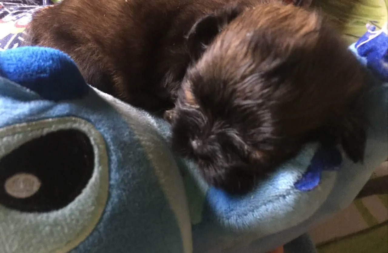  Shih Tzu com yorkshire Mini Macho Rabinho coto?