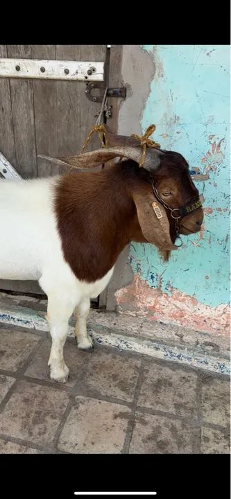 Bode Reprodutor Boer 