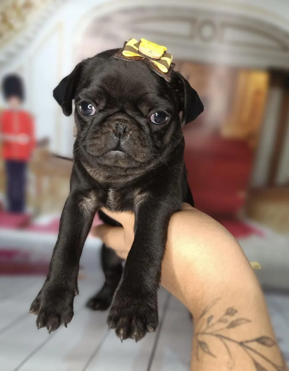 Filhote de Pug Macho e fêmea