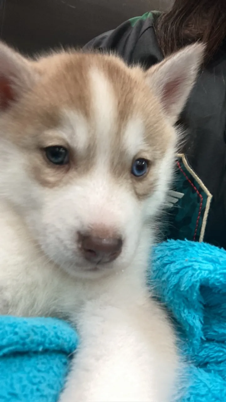 Filhote Husky Siberiano - heterocromia olho azul e outro castanho