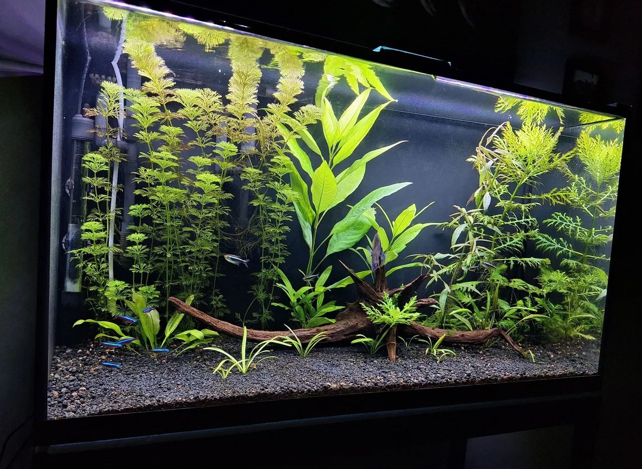 Aquario plantado 108L
