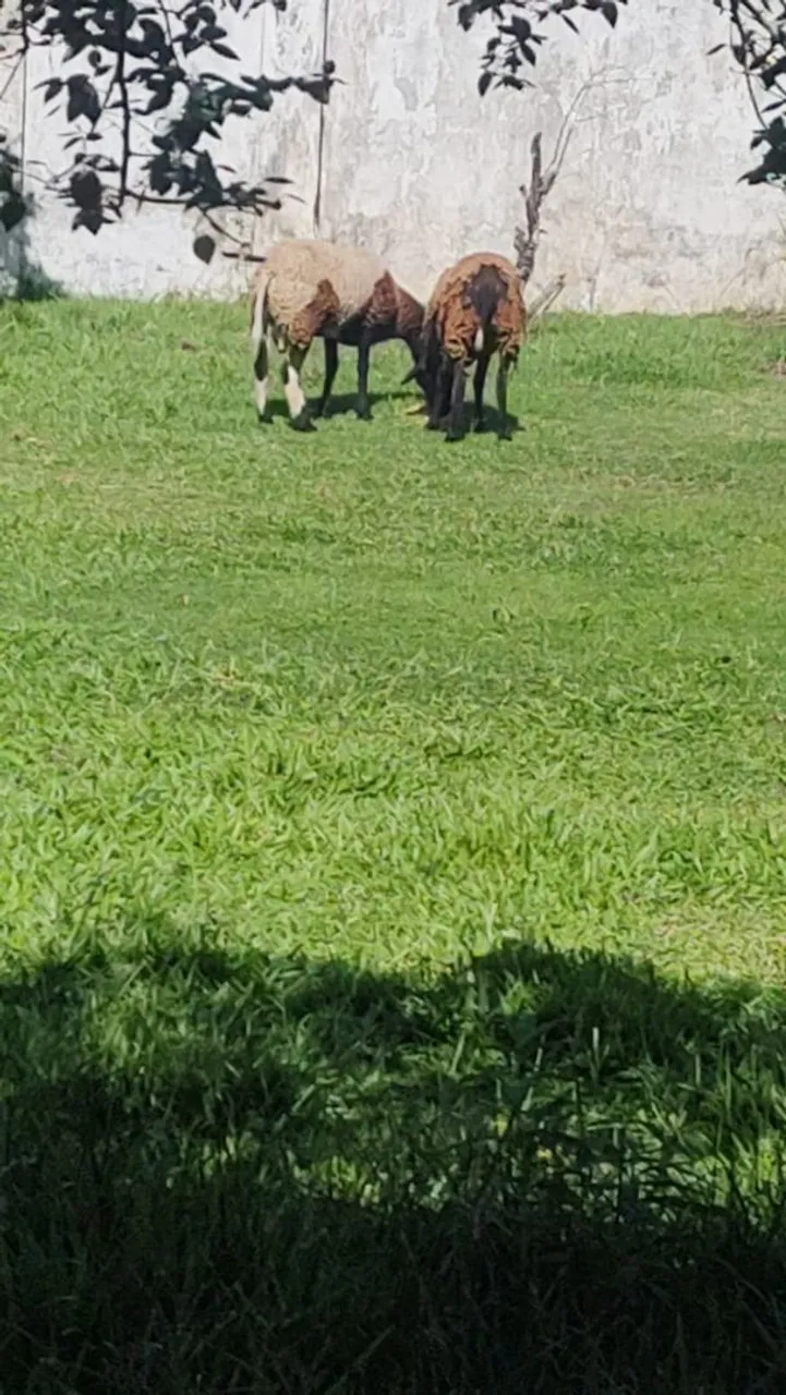 Ovelhas em um pasto ensolarado
