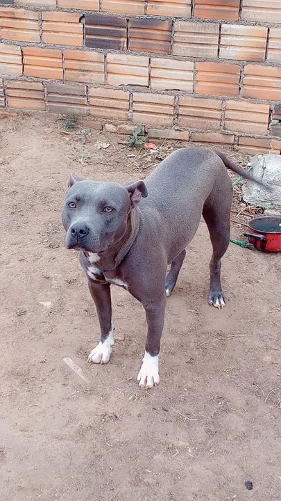 Estou vendendo cães por motivos de viagem  - Foto 6