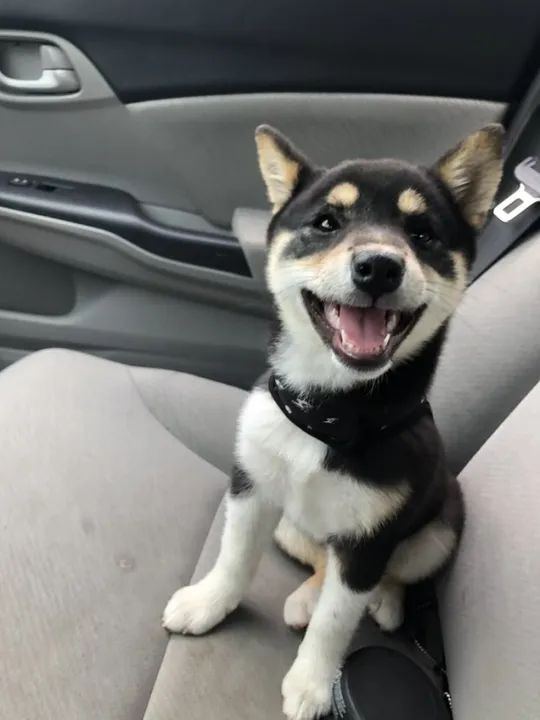 Shiba Inu Filhotes Adoráveis na Cor Preto e Castanho