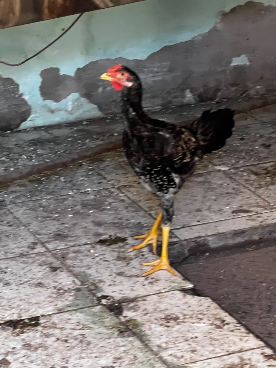 Galinha caipira 