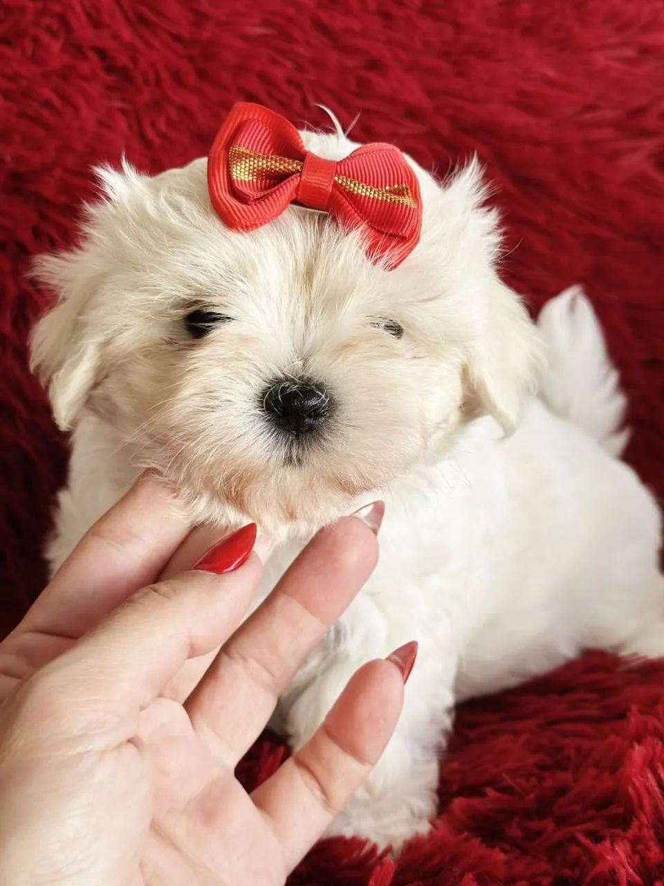 Maltês. Formosa,, saudável e cheia de alegria!
