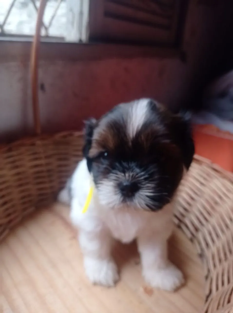 Filhote de Shih Tzu macho 