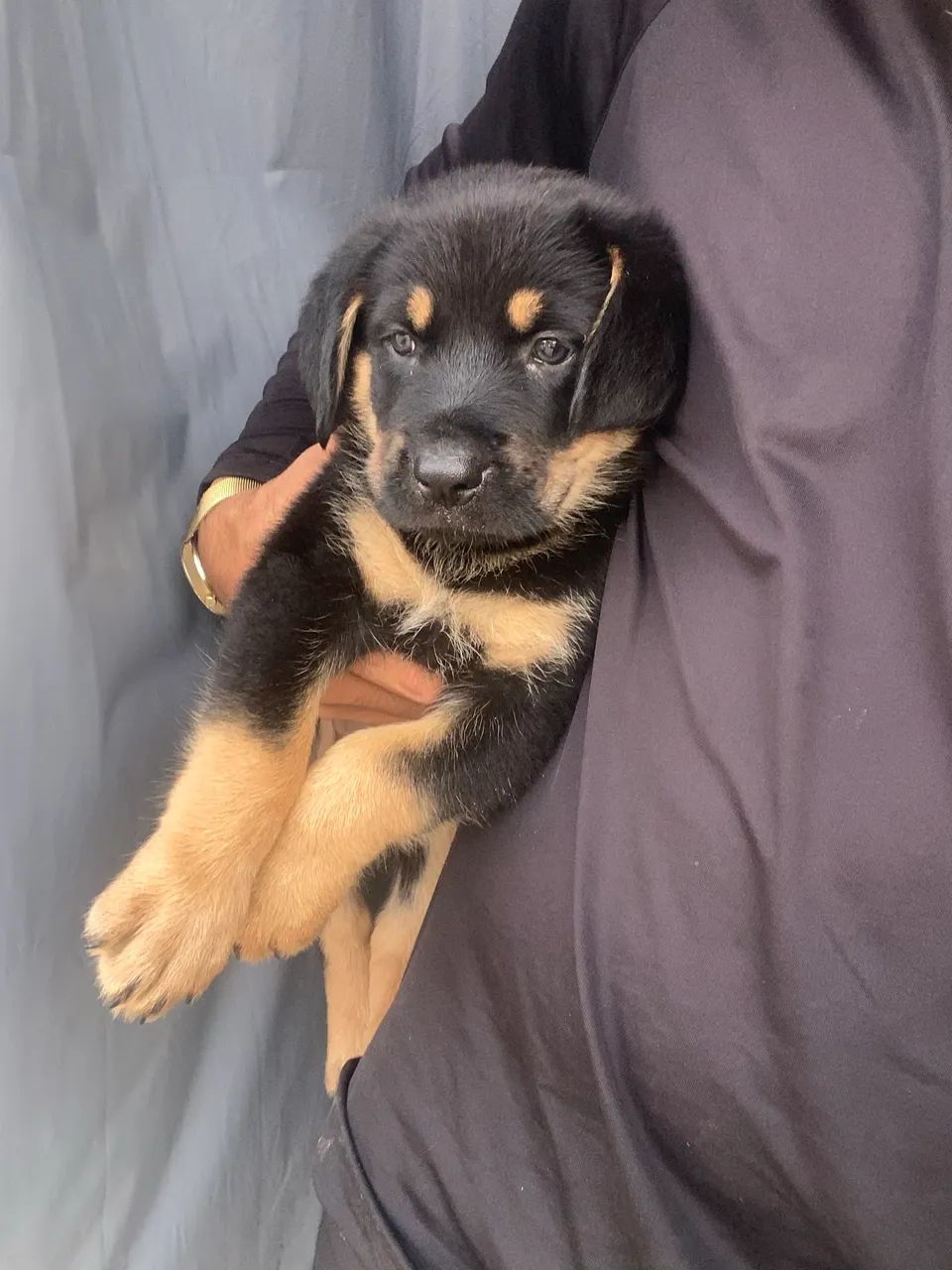 Rottweiler Macho  - Foto 2