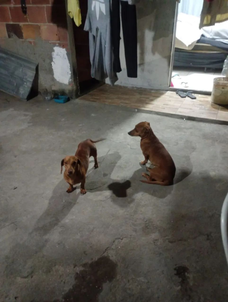 Vende-se Bassê  - Foto 3
