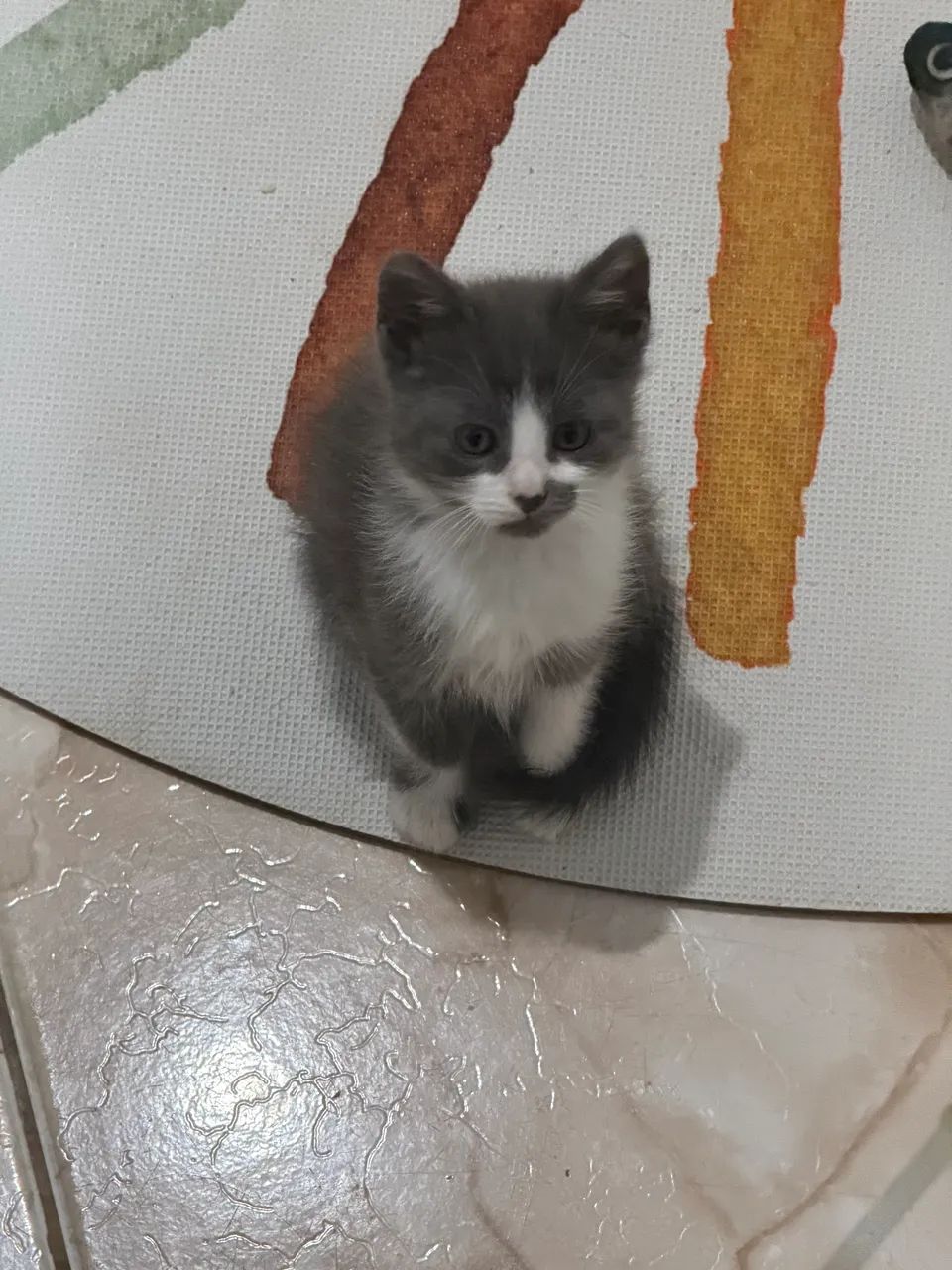 Doa-se Filhote de Gato Fêmea: - Foto 6