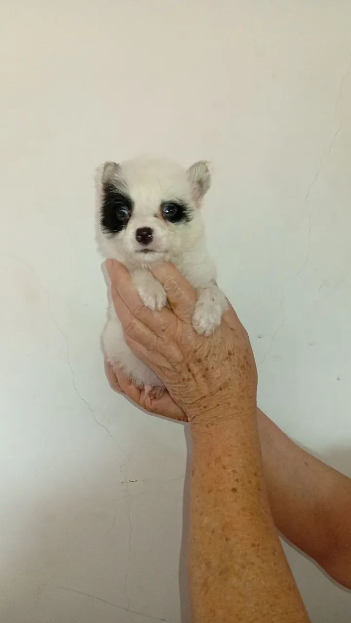 Splitz alemão com maltês 