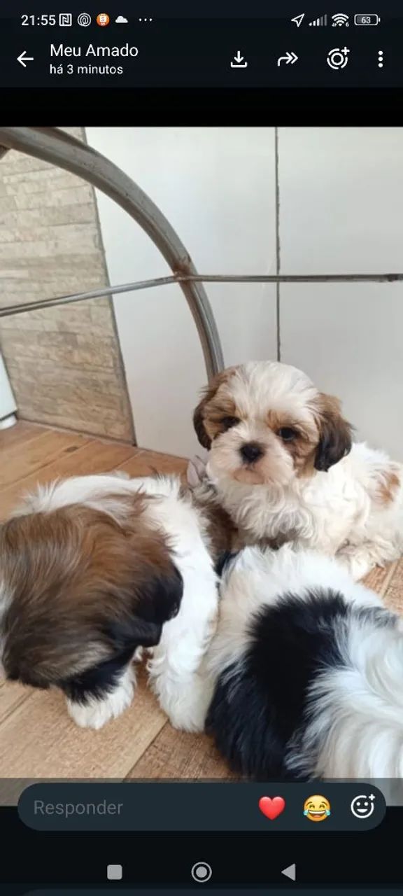Shih Tzu  - Foto 4
