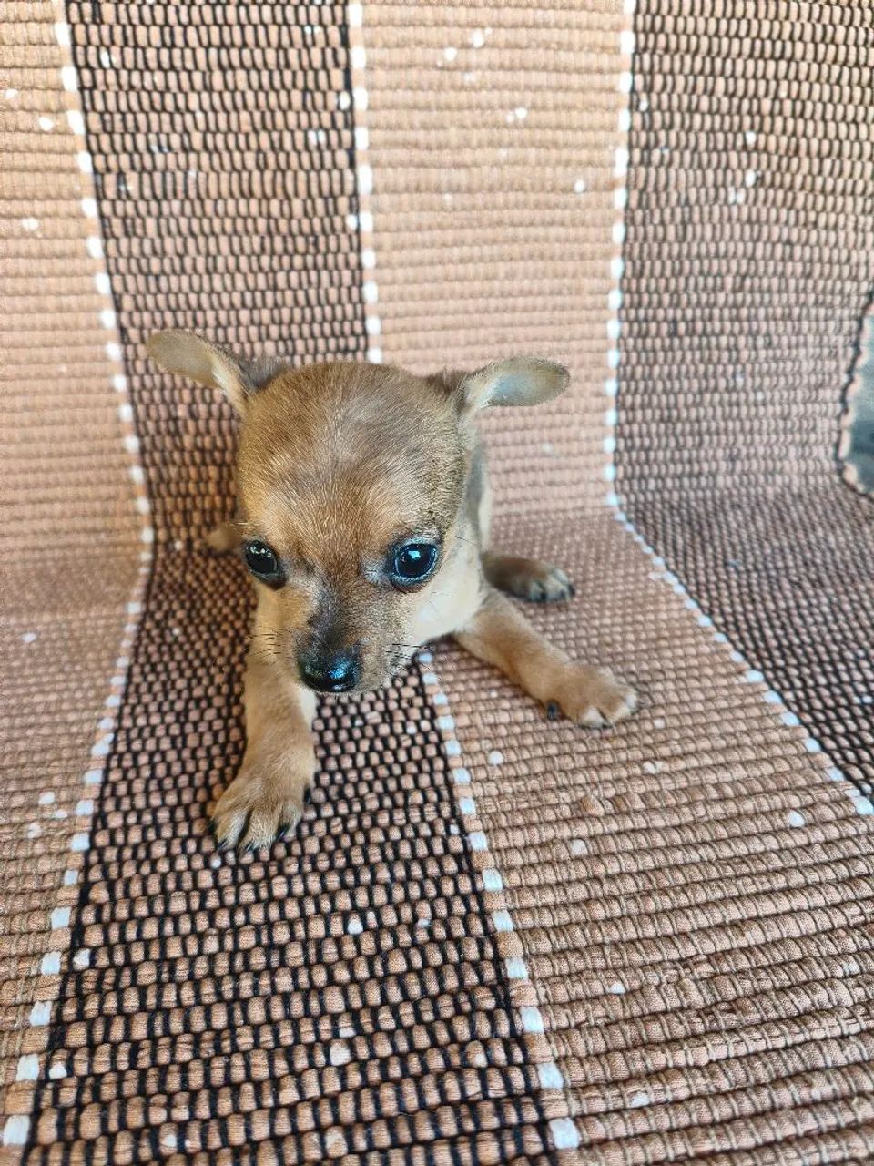 Mini pinscher  - Foto 3