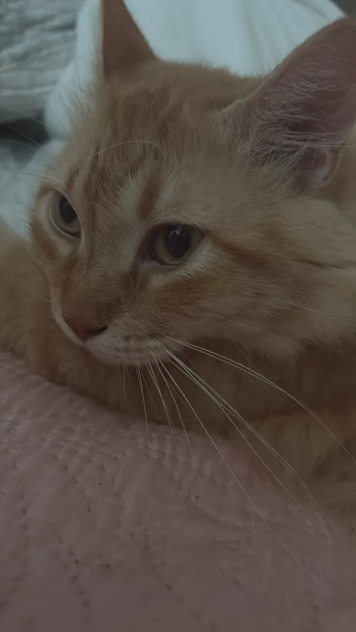 Doação gato pelo longo
