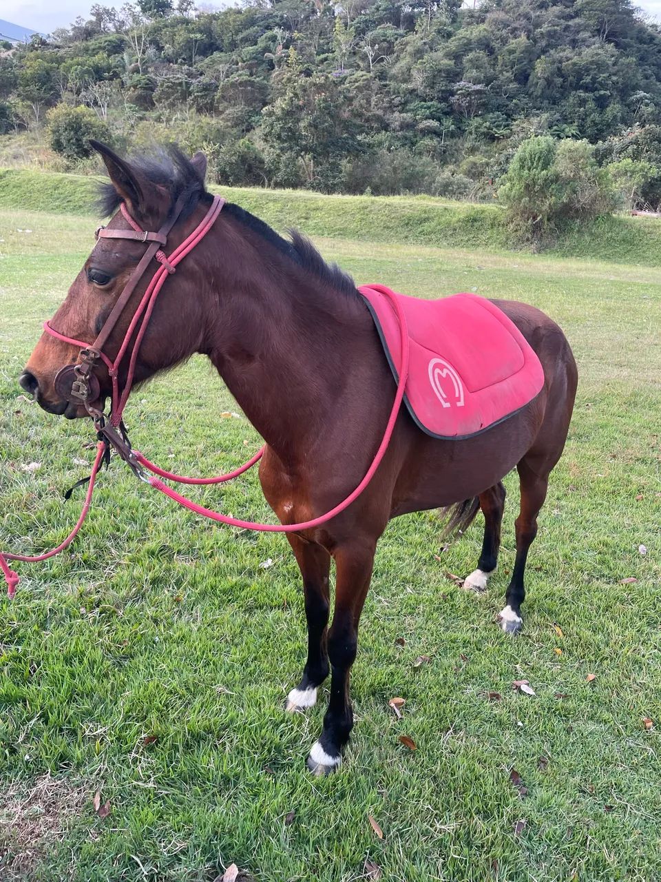 Cavalo  - Foto 3