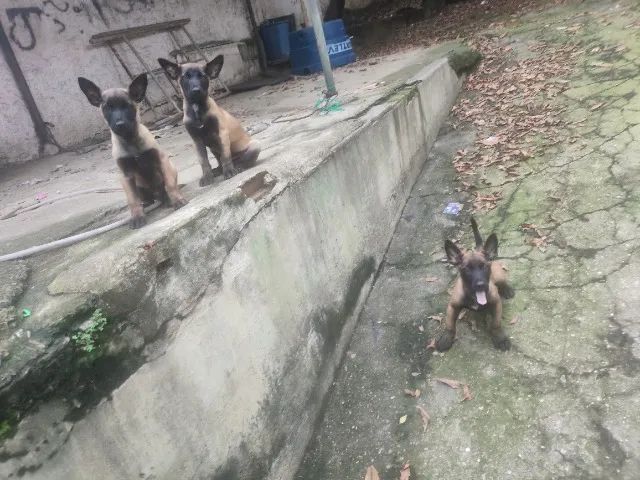 Cachorros filhotes  - Foto 2