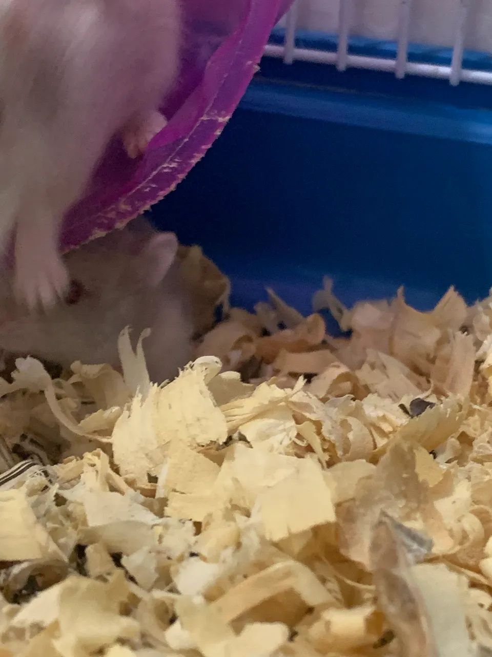 Vendo filhote de hamster anão russo - Foto 5