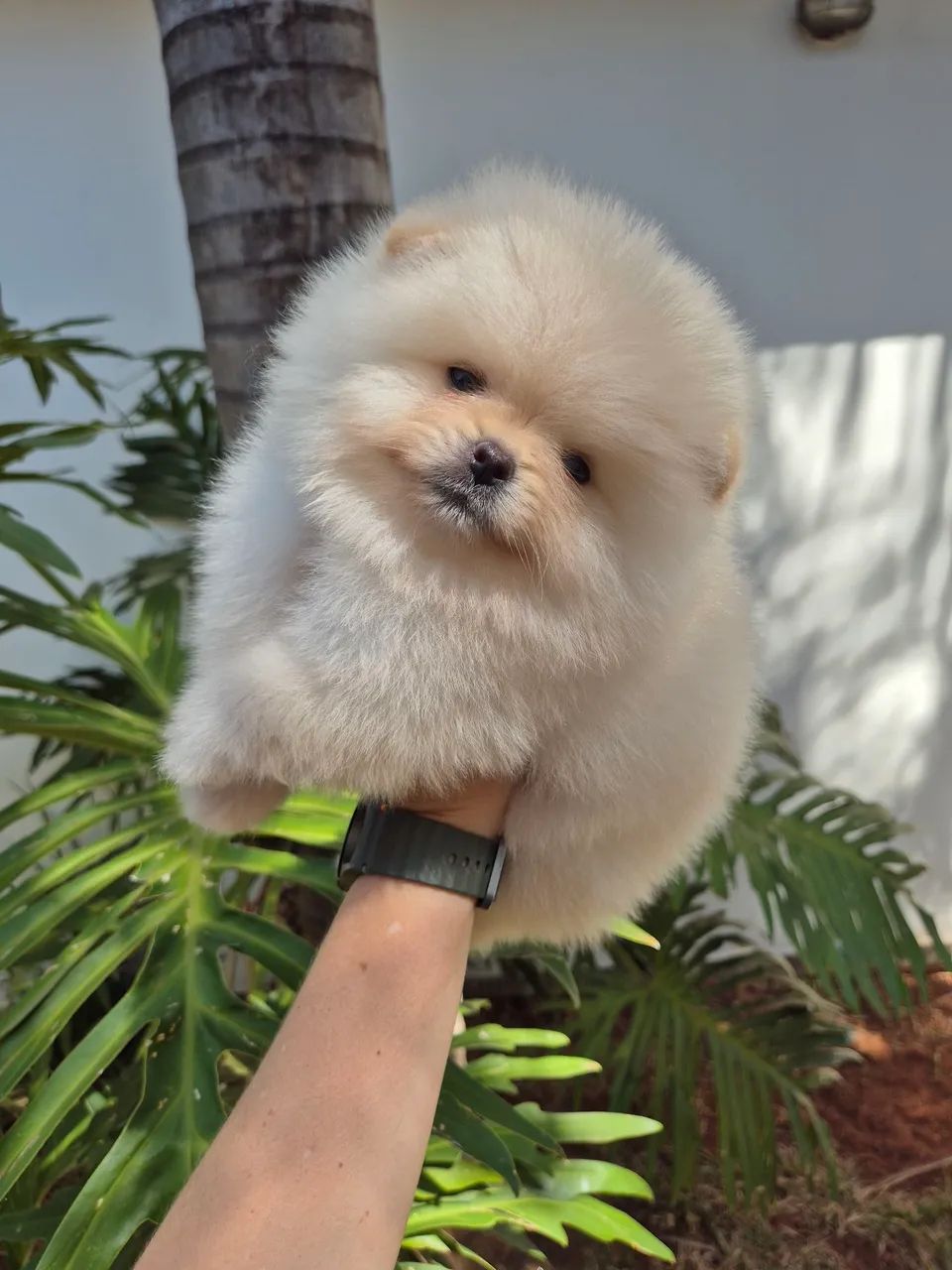 Macho spitz alemão  - Foto 4