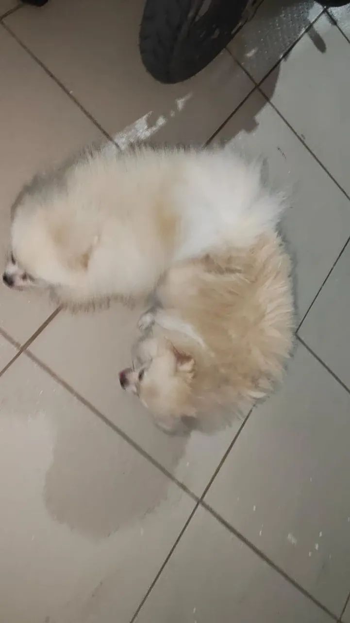 Cachorro Espinche Alemão 