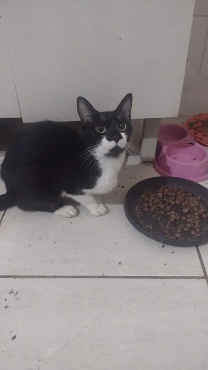 GATA PARA ADOÇÃO 