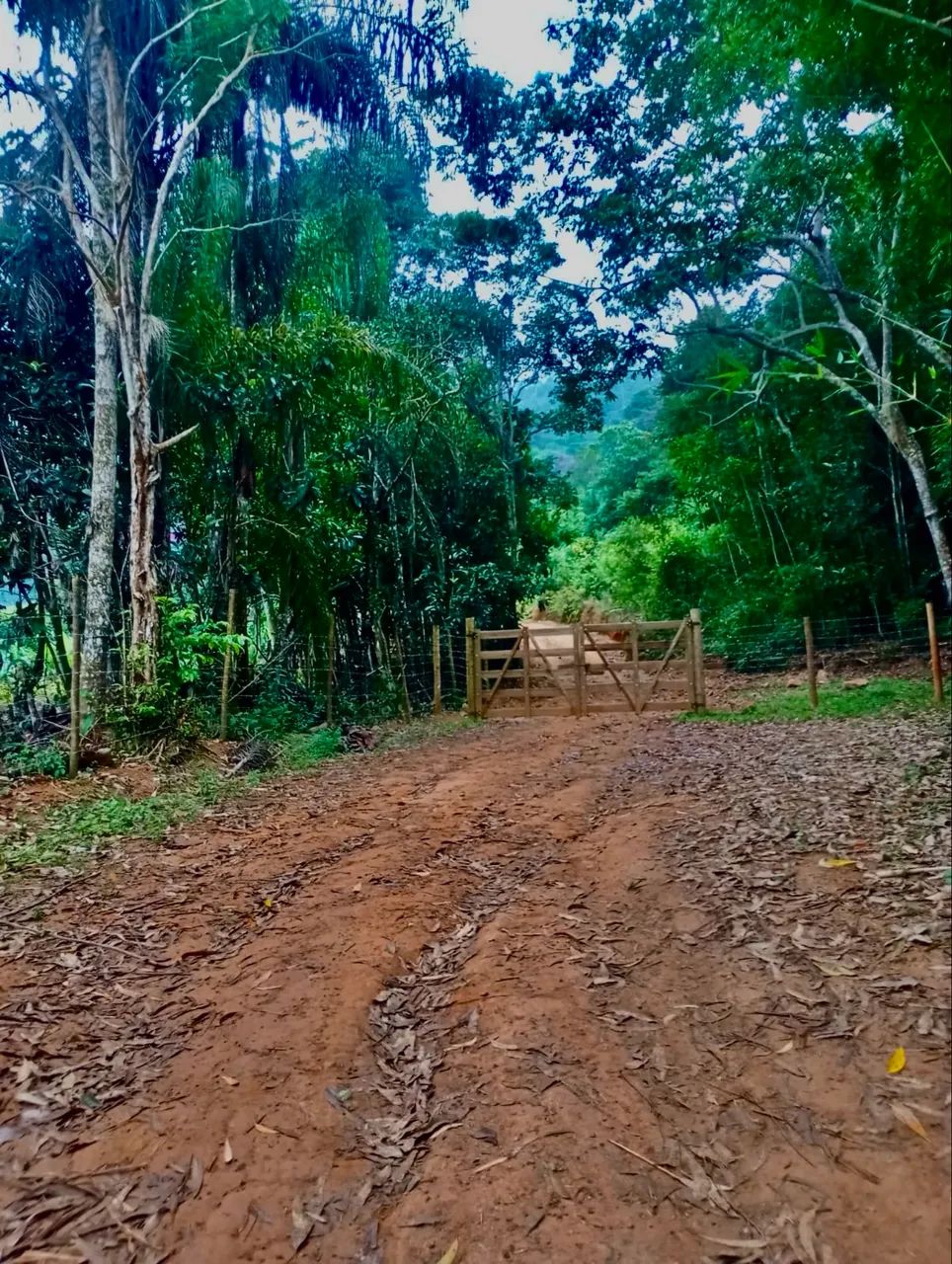 Chácaras de 10.000 m2 (OPORTUNIDADE)!! - Foto 4