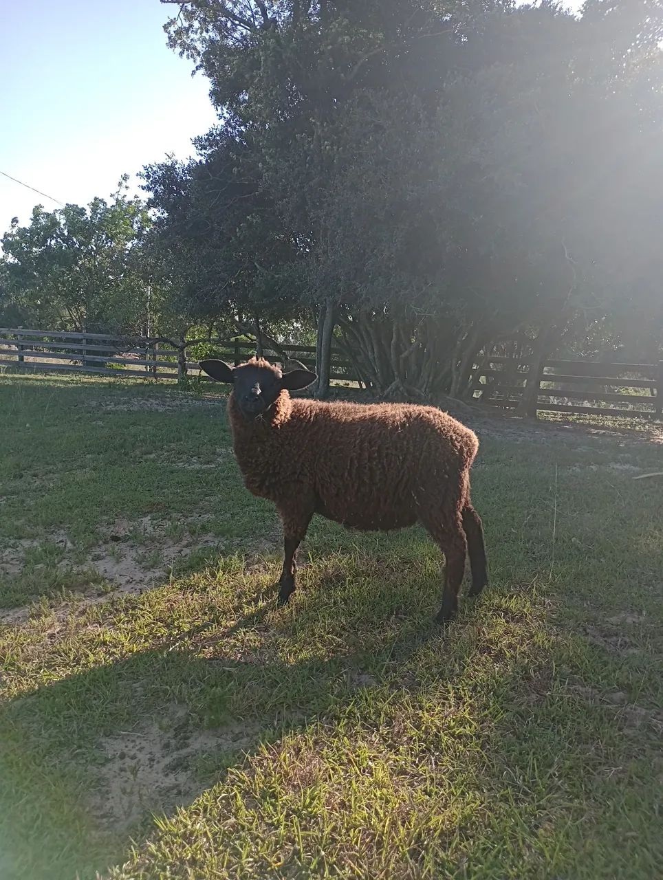 Vendo ovelhas  - Foto 6