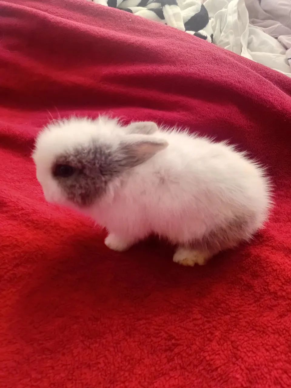 Mini coelhos de raça  - Foto 3
