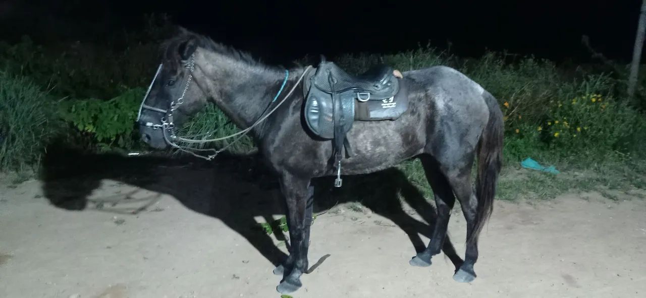 Cavalo  - Foto 2