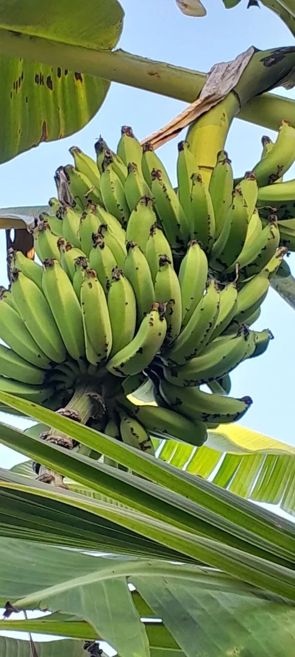 Bananas  - Foto 2