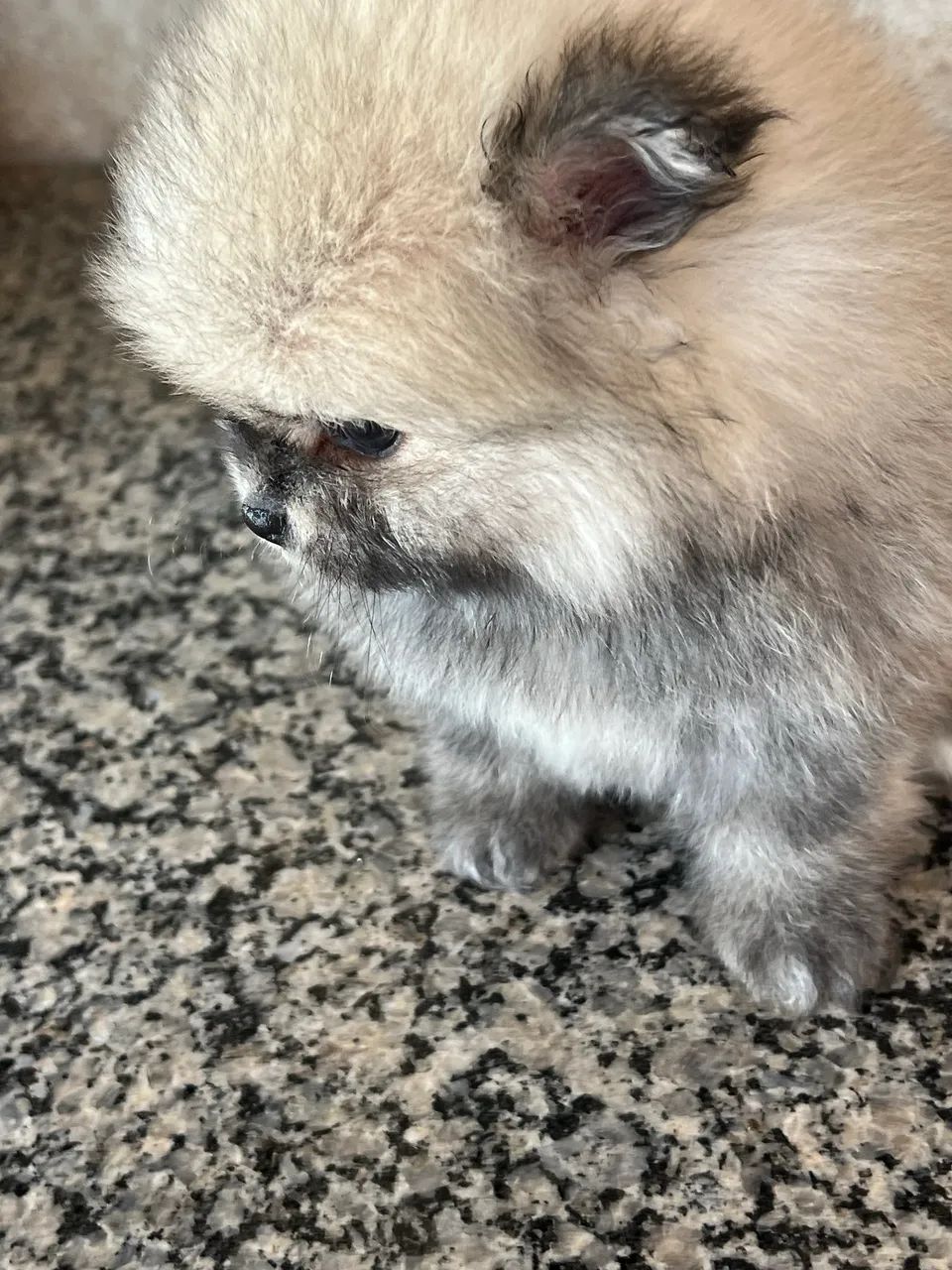 Spitiz alemão - Foto 4