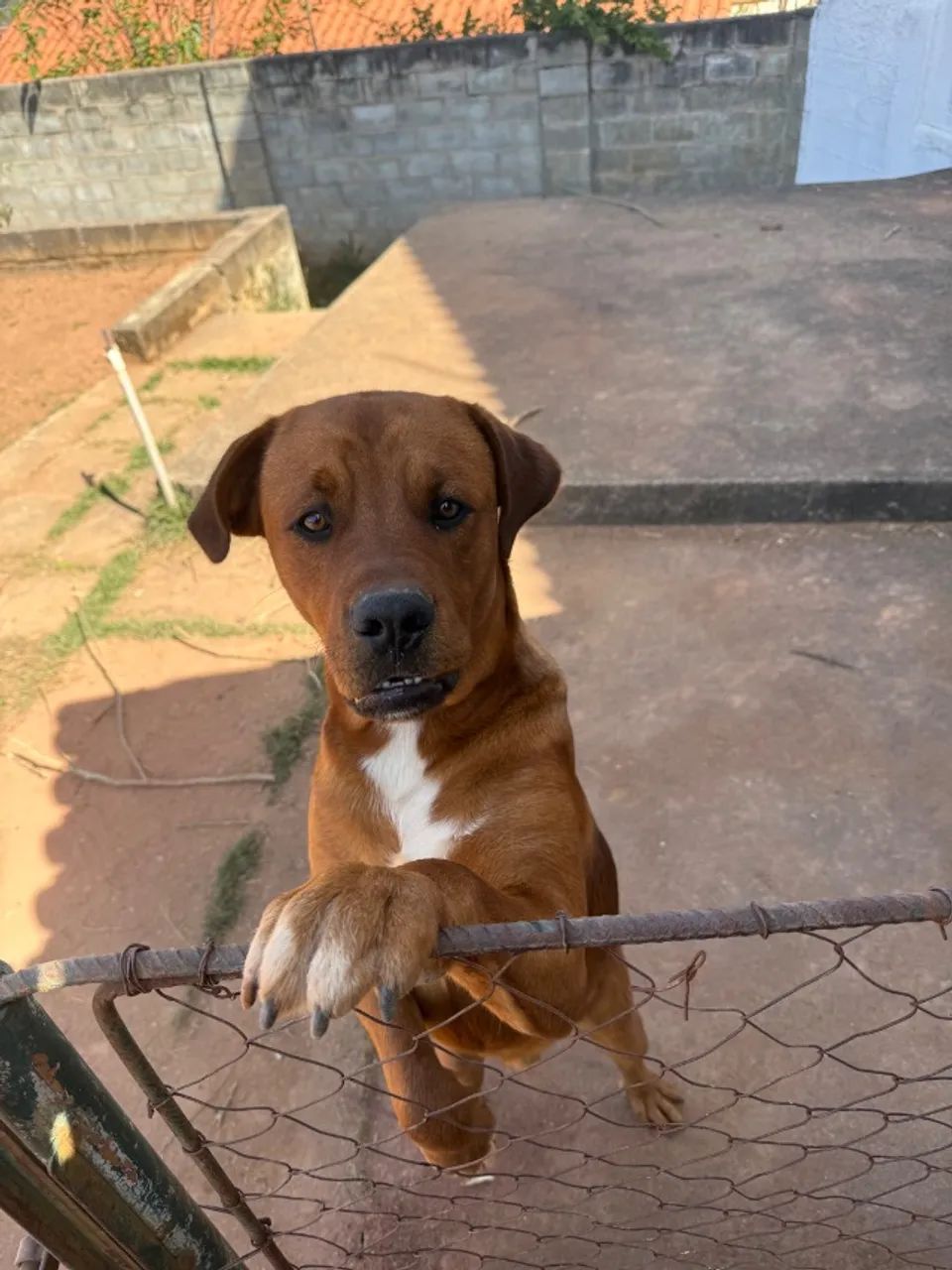 Cachorro - Foto 2