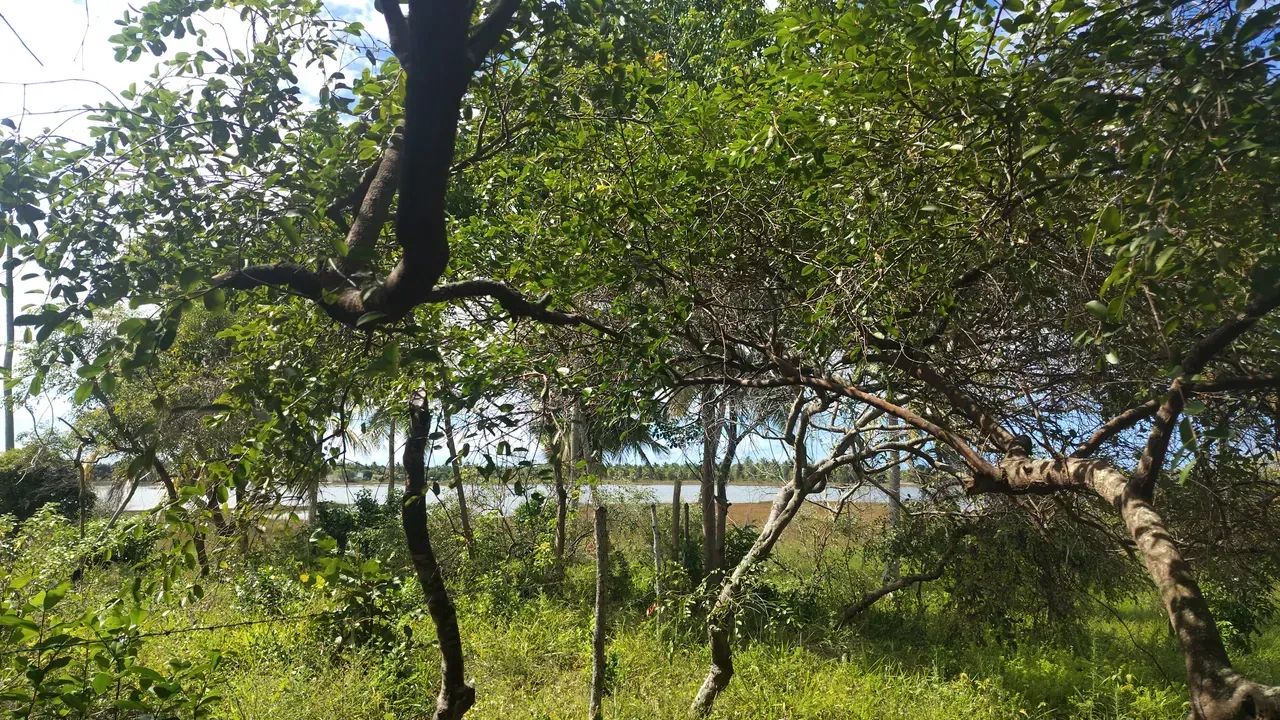 área lagoa tambaquis beira lagoa