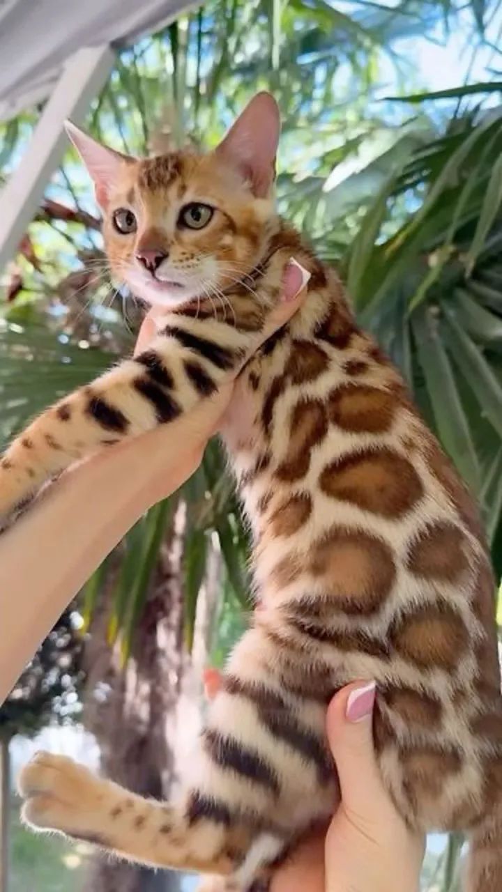 Bengal Os Oncinhos Lindos  - Foto 3