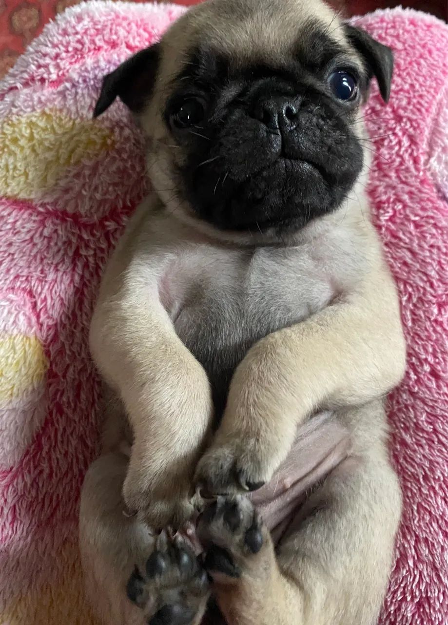 Pug - Foto 5