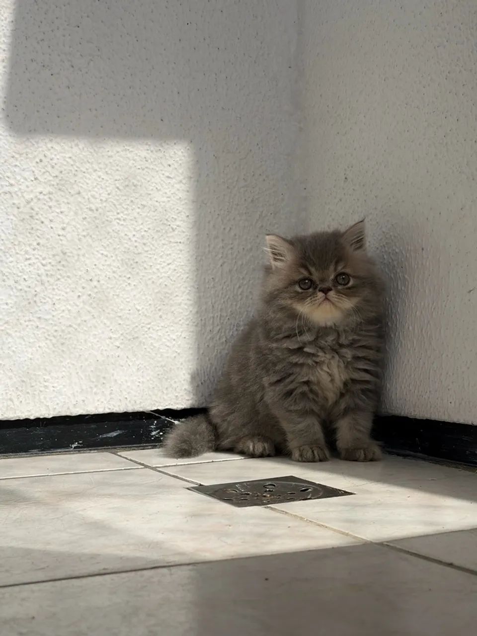 Gato persa macho