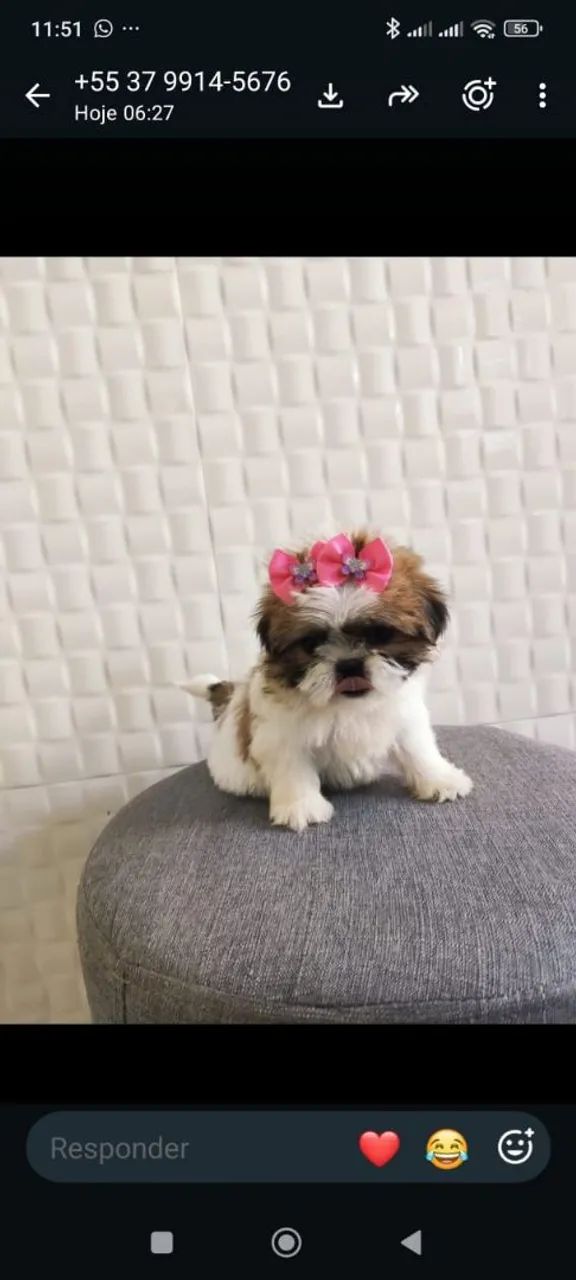 Shih Tzu 