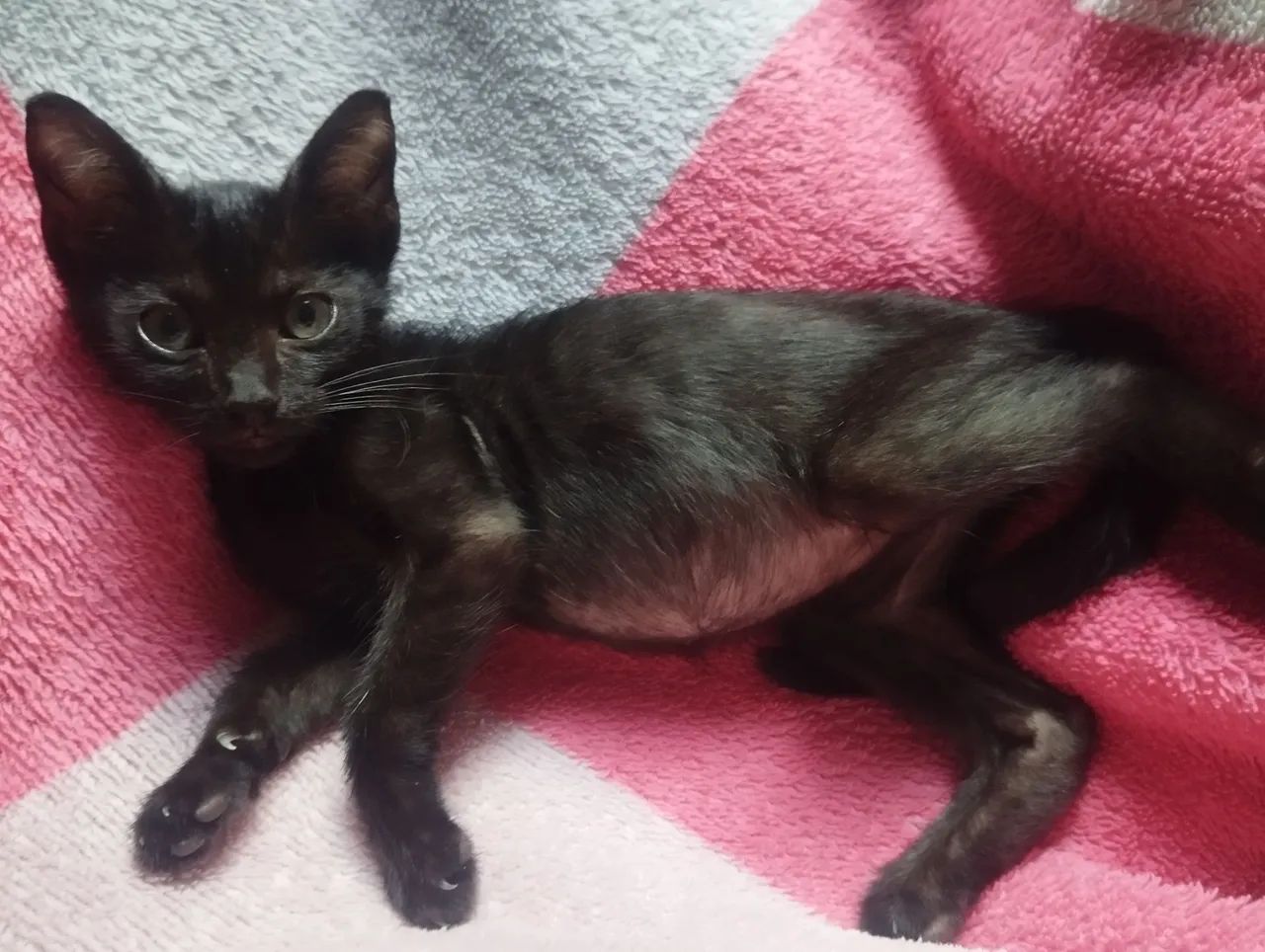 Gato macho doação dócil. - Foto 2