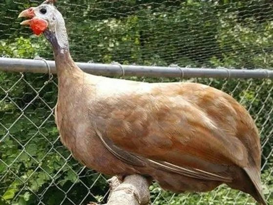 Galinha d?Angola Chocolate - cor rara e ornamental de alto impacto