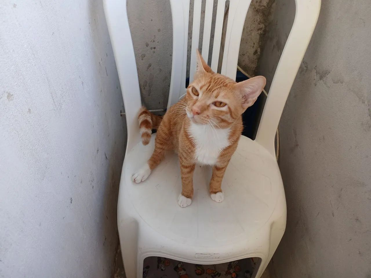Gato Amarelinho Castrado  - Foto 2