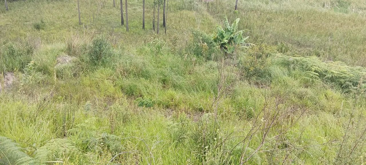 Ótimo terreno para formar chácara 2500m2 - Foto 2