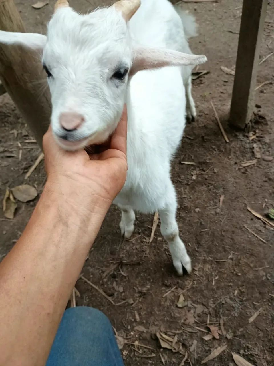 Mini cabra - Foto 2