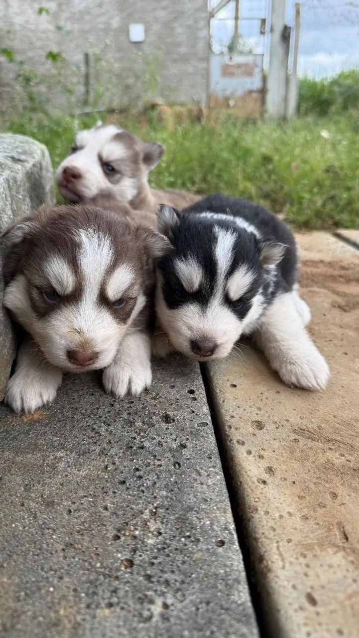 Husky siberiano 