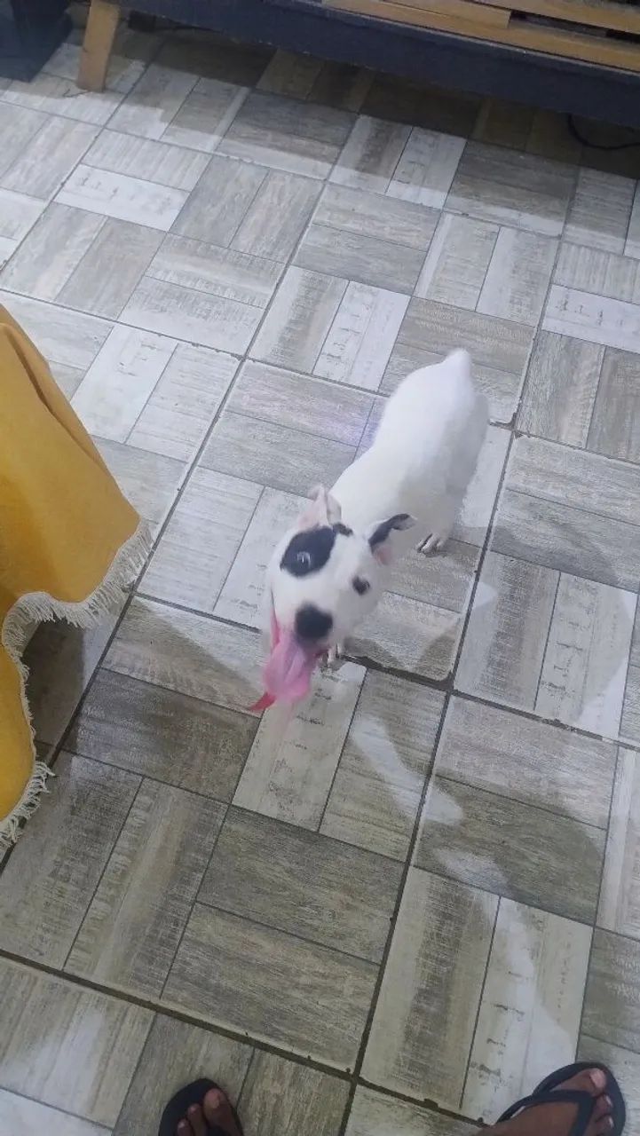 Filhote de Pitbull 